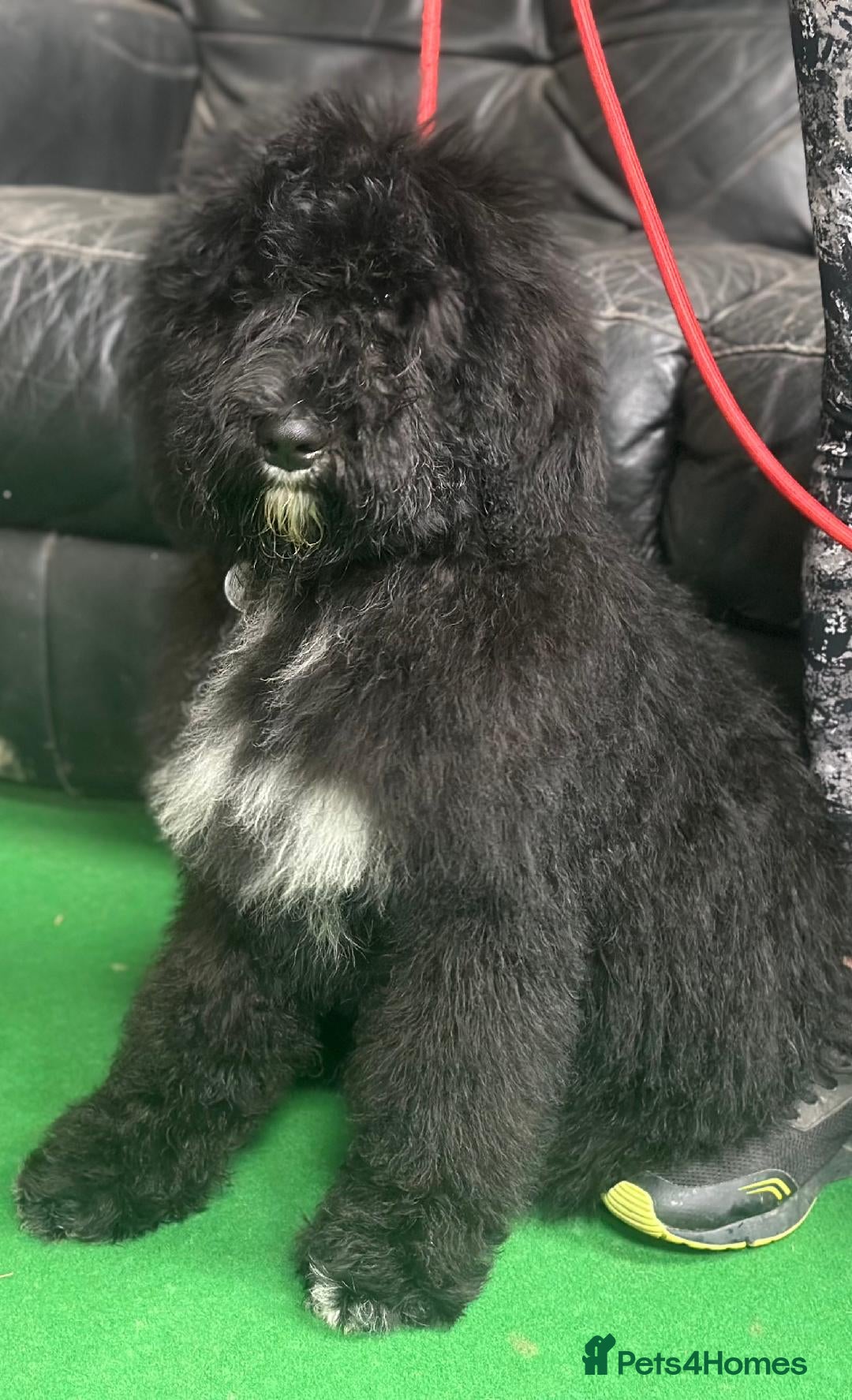 Bernedoodle dogs for sale: F1B STANDARD  BERNADOODLE LAST FEW - Image 2
