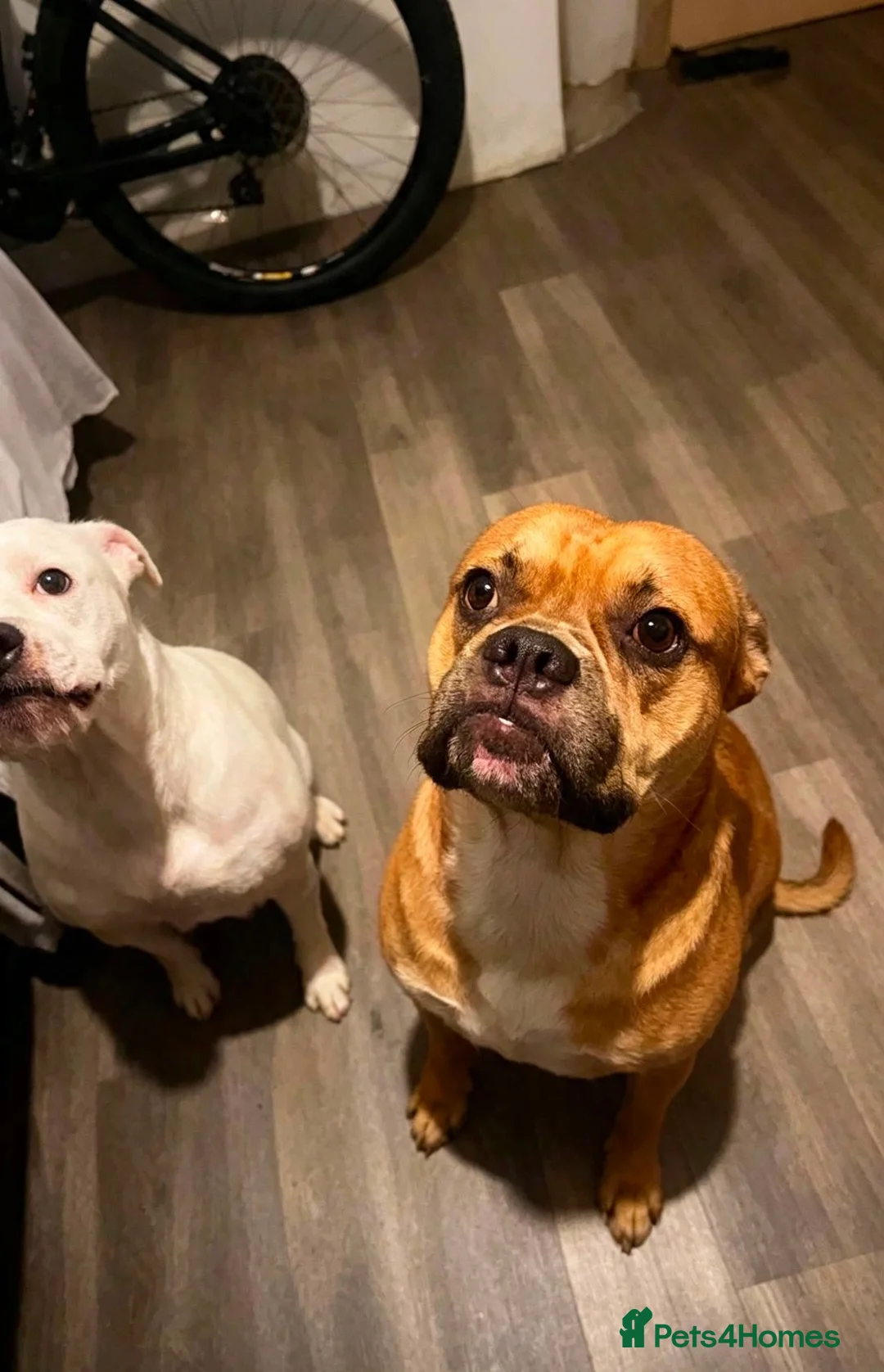 American Bulldog dogs for sale: American Bulldog Puppies - Advert 2