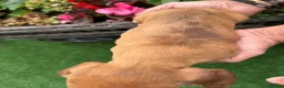 Miniature Dachshund dogs for sale: Miniature Daschund  - Advert 16