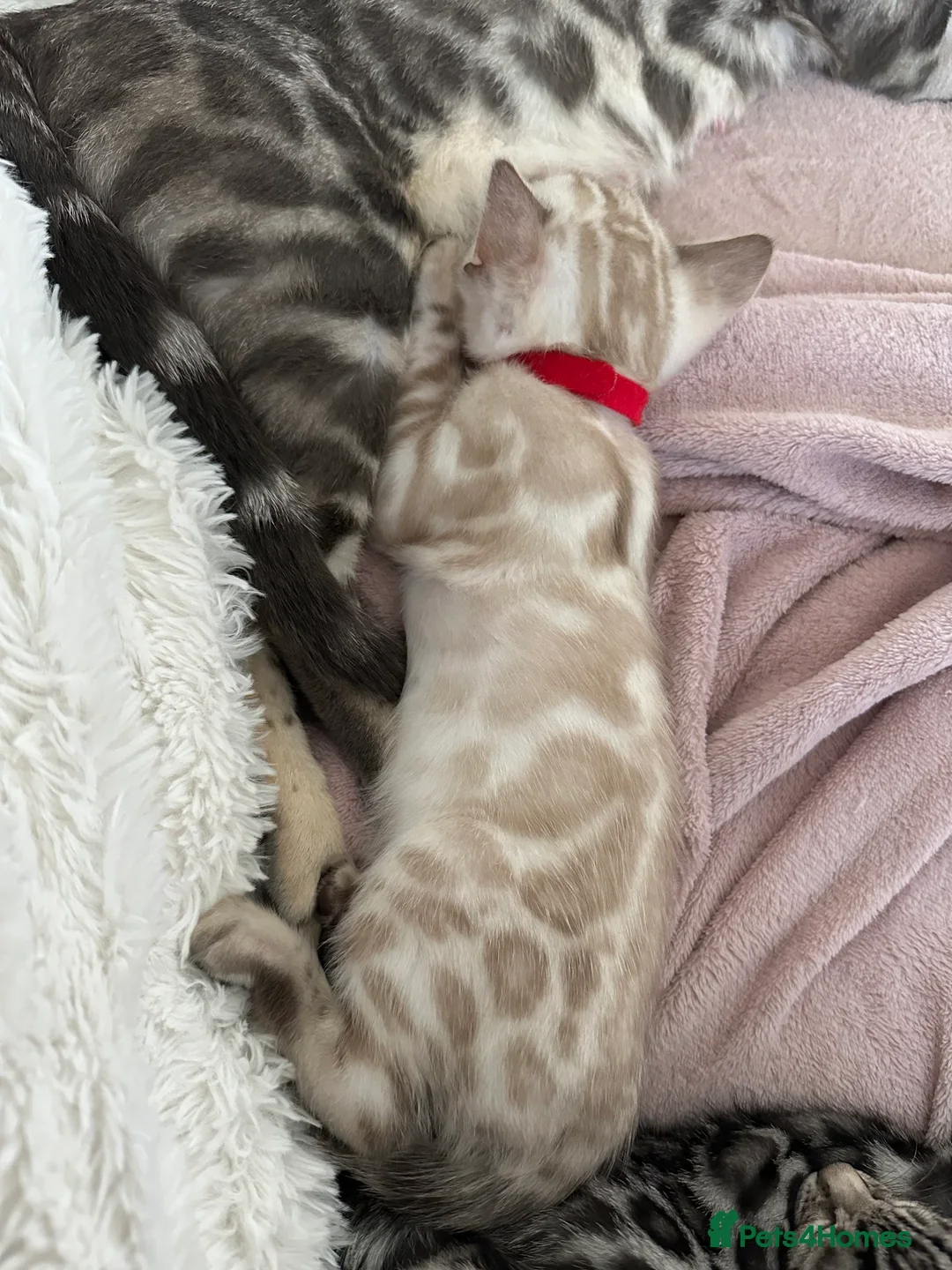 Bengal cats for sale: BENGAL - 1 MALE SEAL LYNX KITTEN AVAILABLE - Advert 1