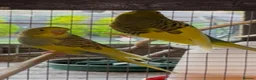 Budgerigars birds for sale: Budgies for sale  - Advert 2