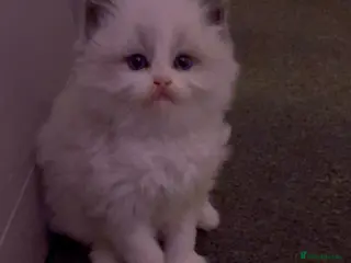 Ragdoll cats Stunning GCCF Bi-color Ragdoll Kittens - Advert 9