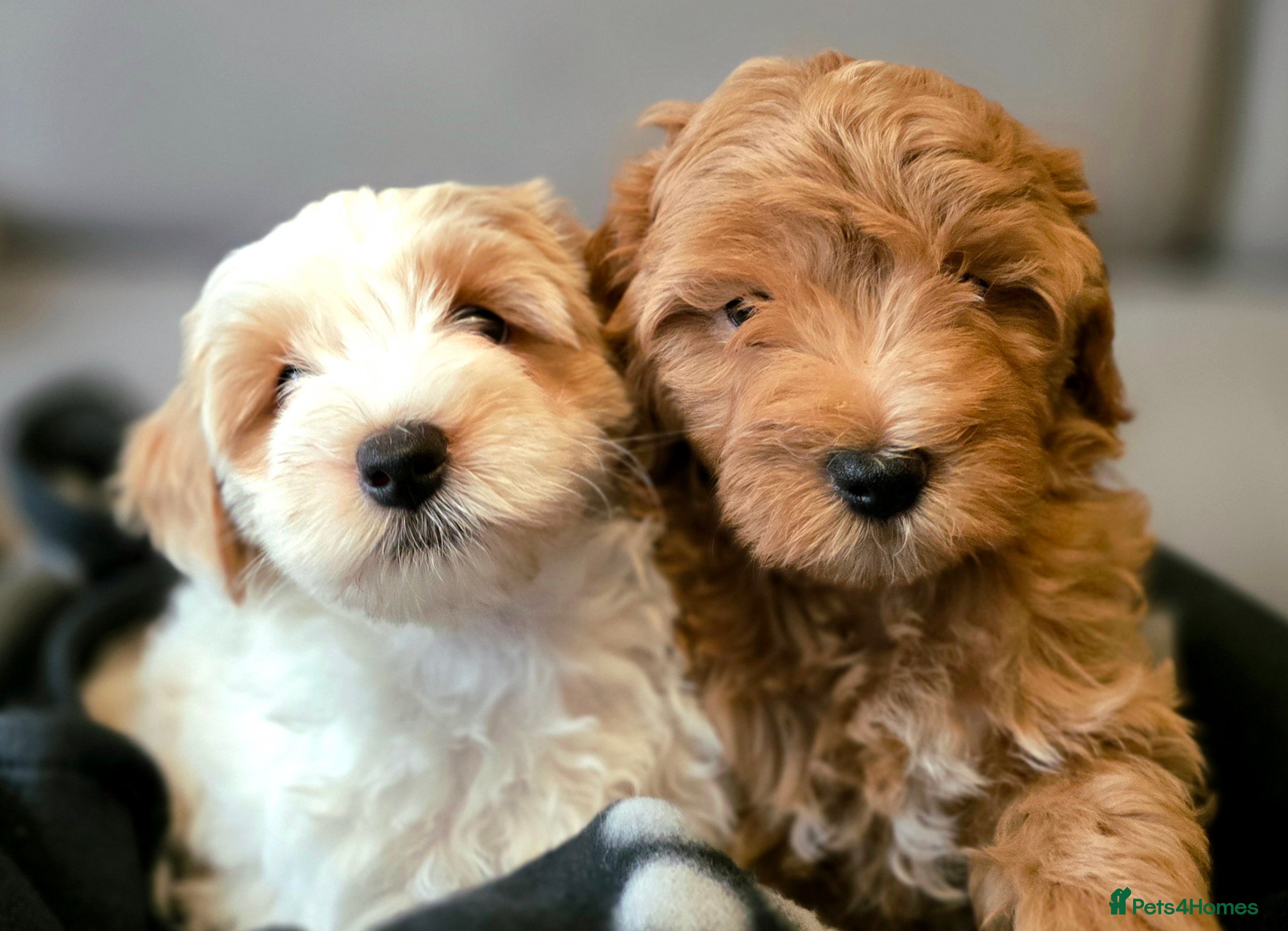 Maltipoo dogs Maltipoo Puppies with Confirmed Parentage - Advert 5