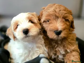 Maltipoo dogs Maltipoo Puppies with Confirmed Parentage - Advert 5