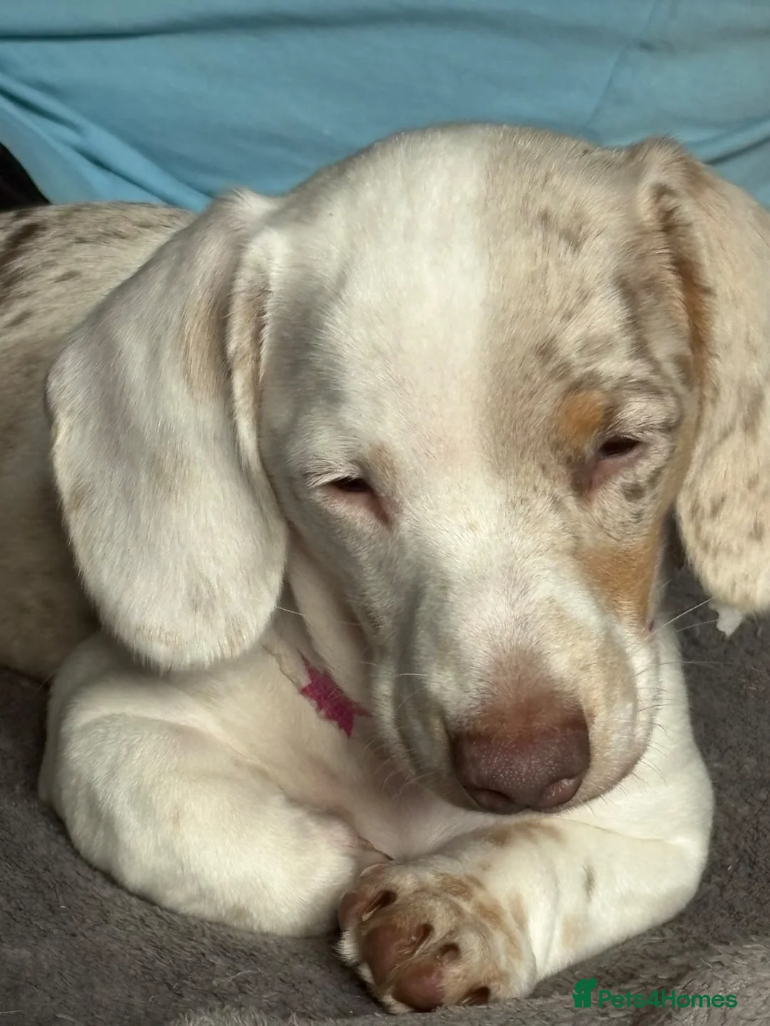 Miniature Dachshund dogs for sale:  Last on left stunning miniature dachshund pi girl - Advert 1