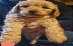 Cockapoo dogs for sale: Beautiful red girls - Image 4