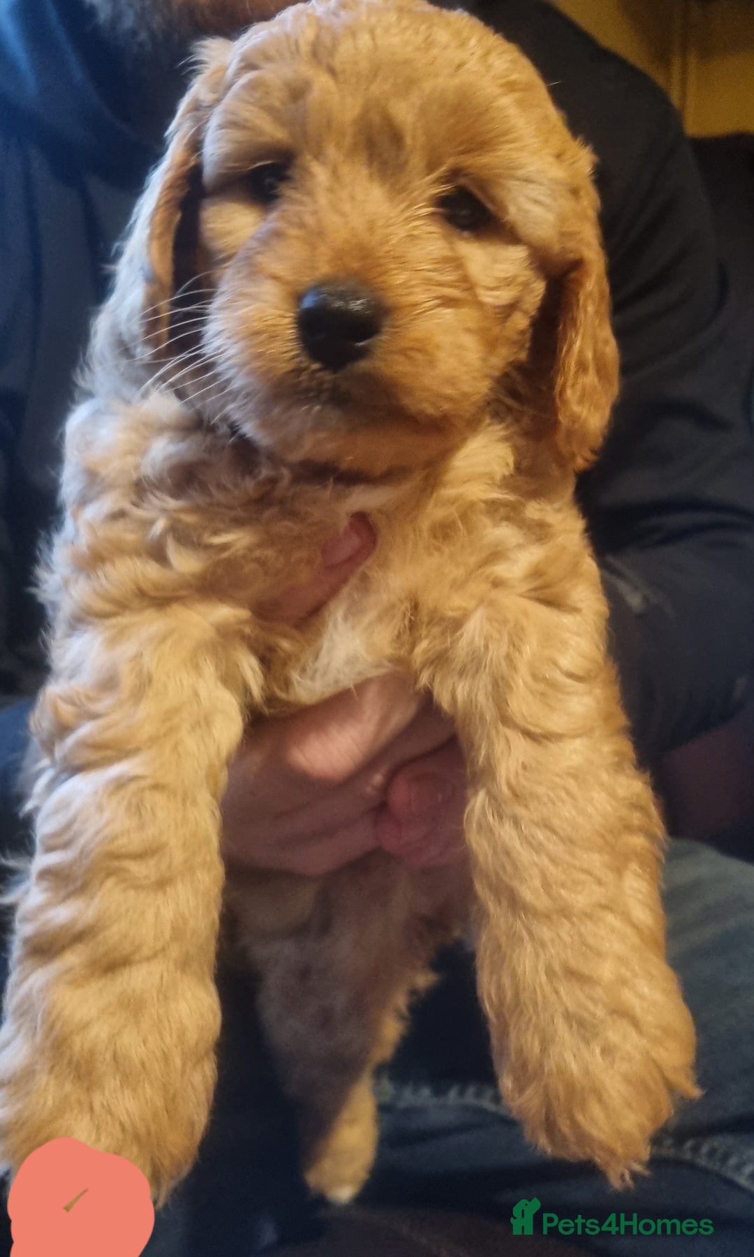 Cockapoo dogs for sale: Beautiful red girls - Image 4