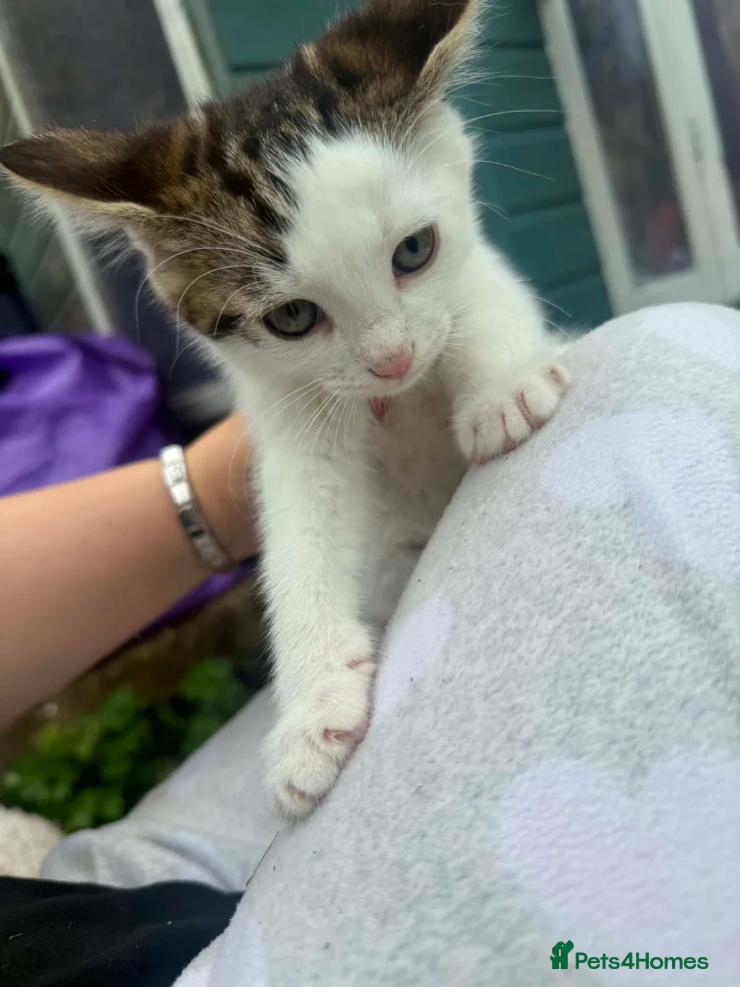 Mixed Breed cats for sale: 4 Male Kittens  in Pontypool - Advert 11