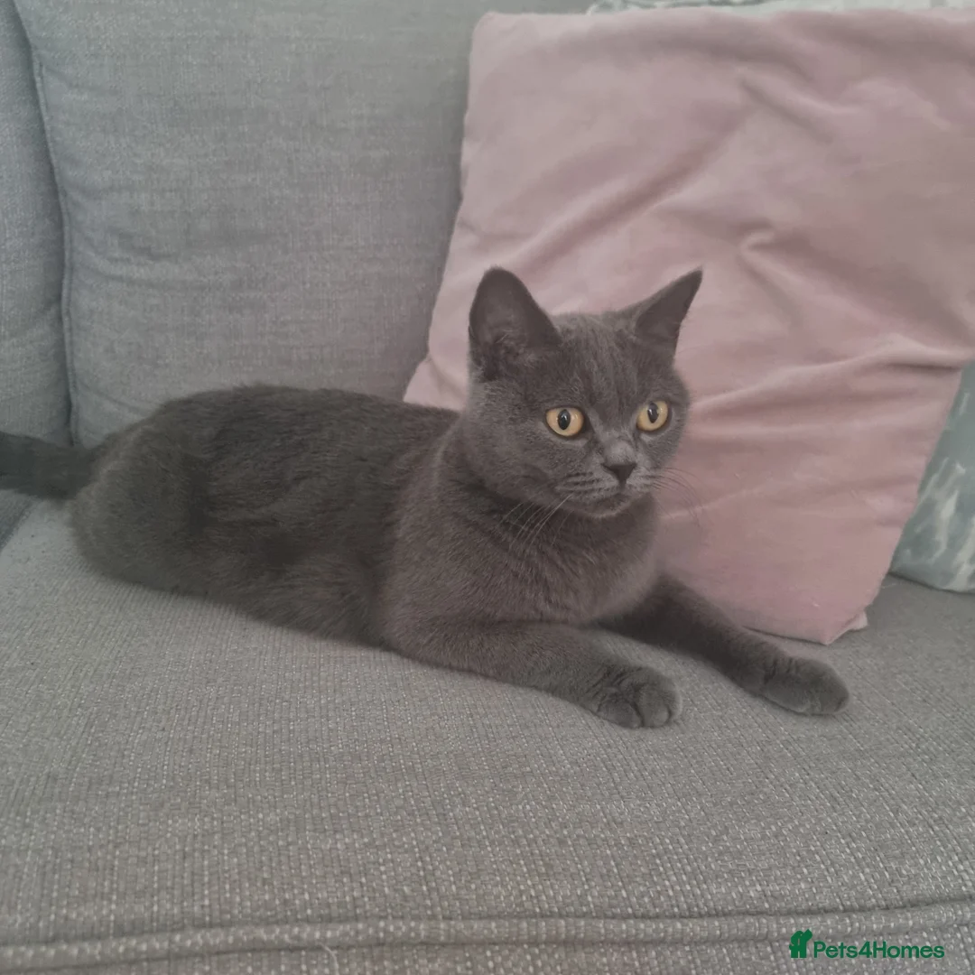 Mixed Breed cats for sale: Scottish straight cross kittens - Advert 2