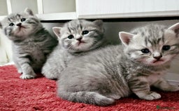British Shorthair cats for sale: British shorthair - Image 3