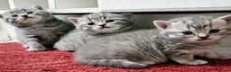 British Shorthair cats for sale: British shorthair - Advert 3