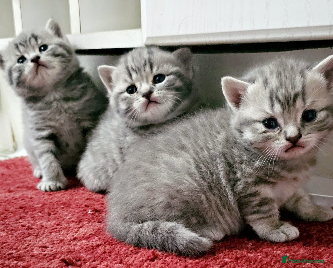 British Shorthair cats for sale: British shorthair - Image 3
