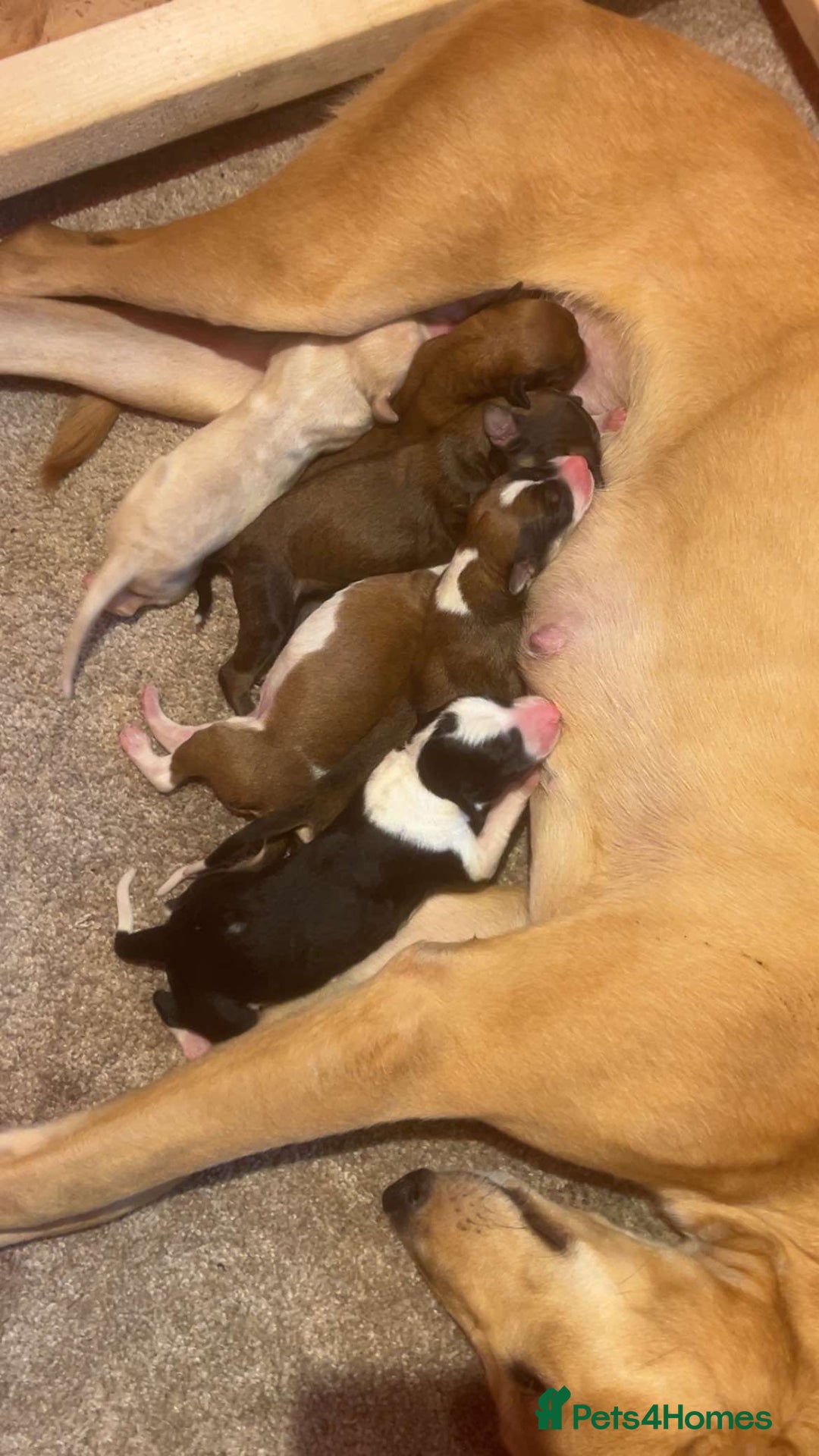 Mixed Breed dogs for sale: Saluki/bull grey hounds - Advert 11