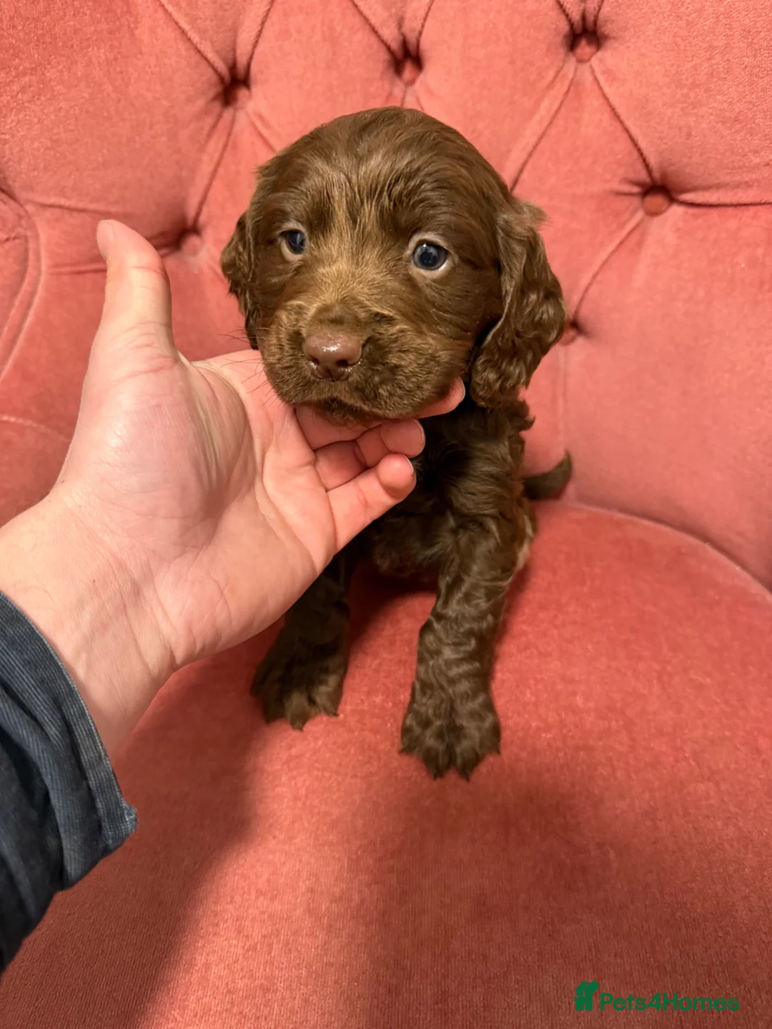 Cocker Spaniel dogs for sale: Cocker spaniel puppies - Advert 32