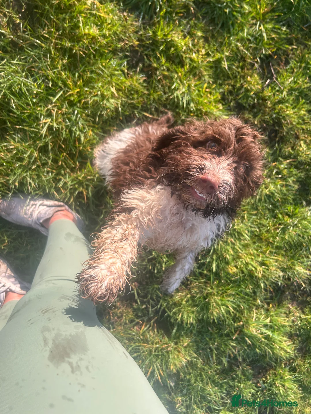 Cockapoo dogs for sale: beautiful cockapoo girl  - Advert 6