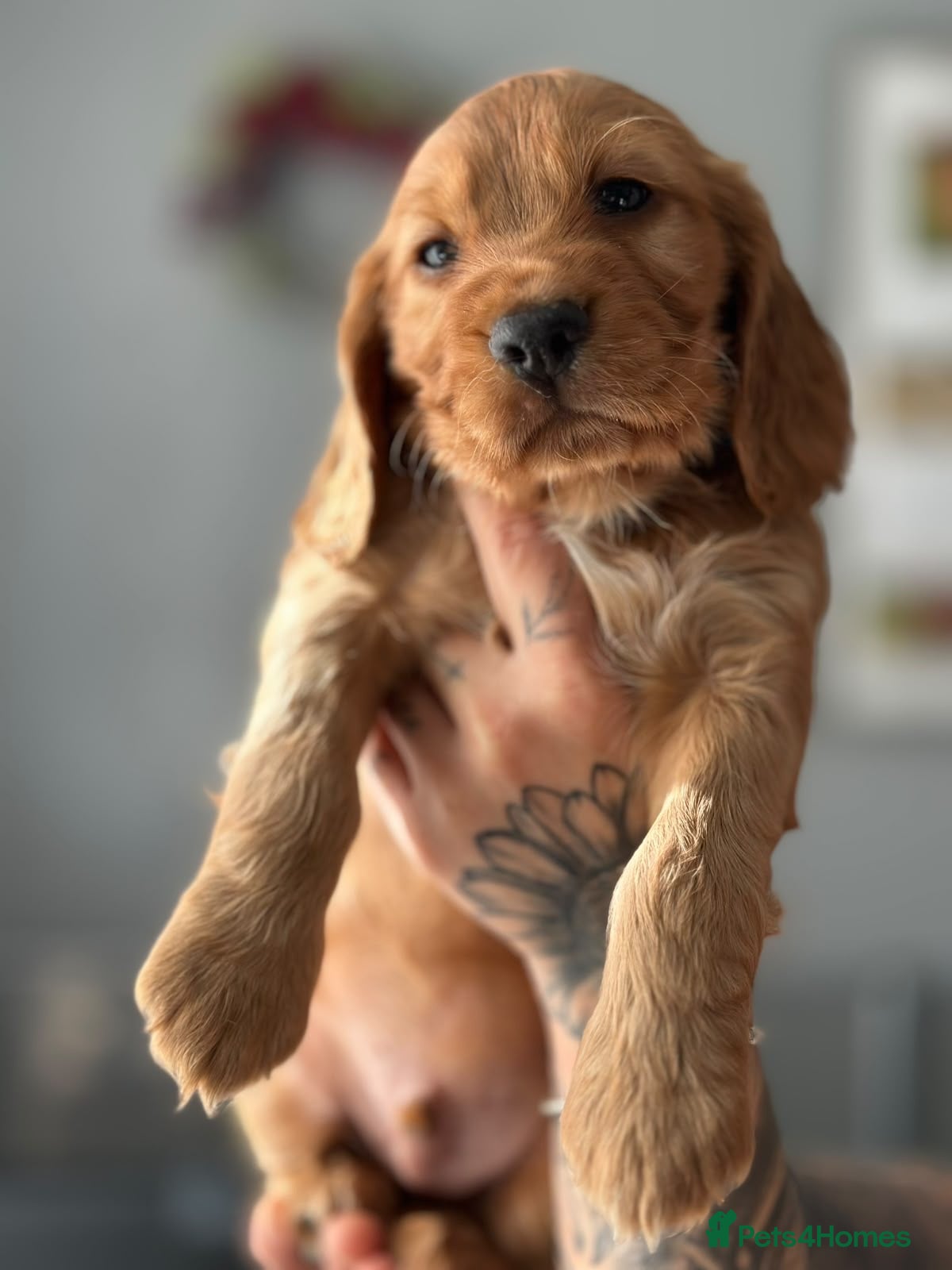 Cocker Spaniel dogs Cocker Spaniel Puppies - Advert 1