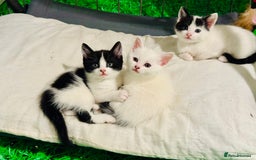 Mixed Breed cats for sale: 3 Beautiful Kittens - Image 9