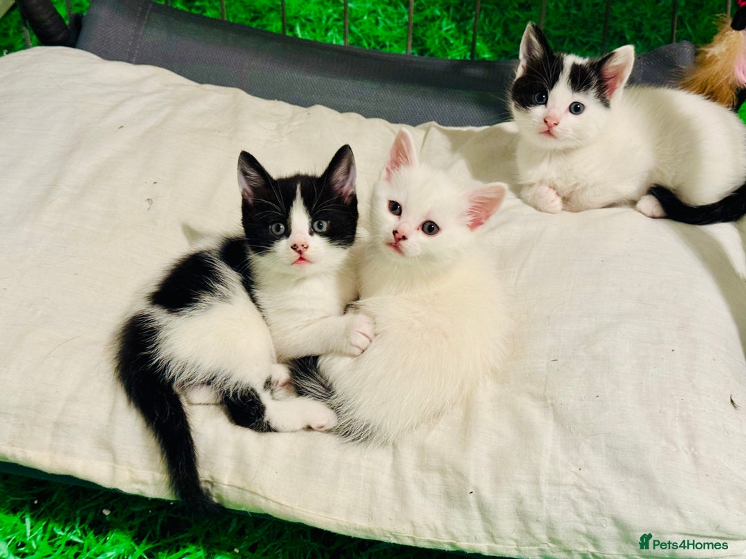 Mixed Breed cats for sale: 3 Beautiful Kittens - Image 9