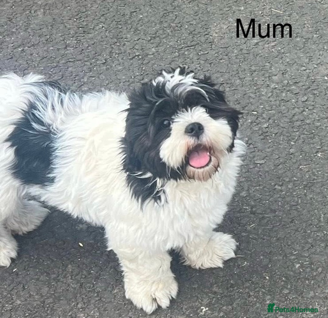 Lhasa Apso dogs for sale: KC Registered Lhasa Apso Puppies For Sale - Advert 11