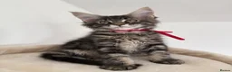 Maine Coon cats for sale: XL Russian Cubs 💙 - Advert 22