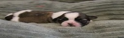 Shih Tzu dogs for sale: LOVELY SHIH TZU PUPPIES KC REG PEDIGREE  in Bootle - Advert 6