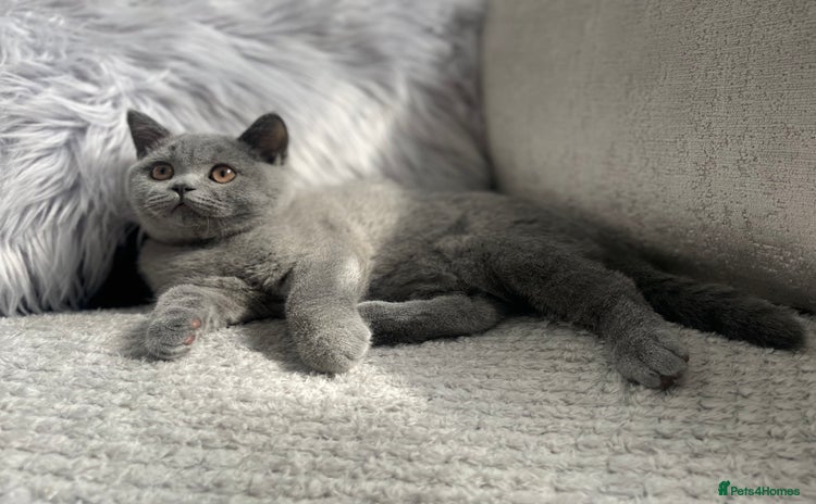 British Shorthair cats - Advert 3