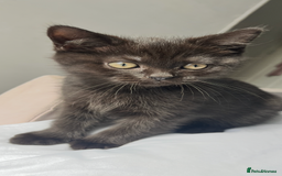 British Shorthair cats for sale: Full gccf British short hair kittens  - Image 7