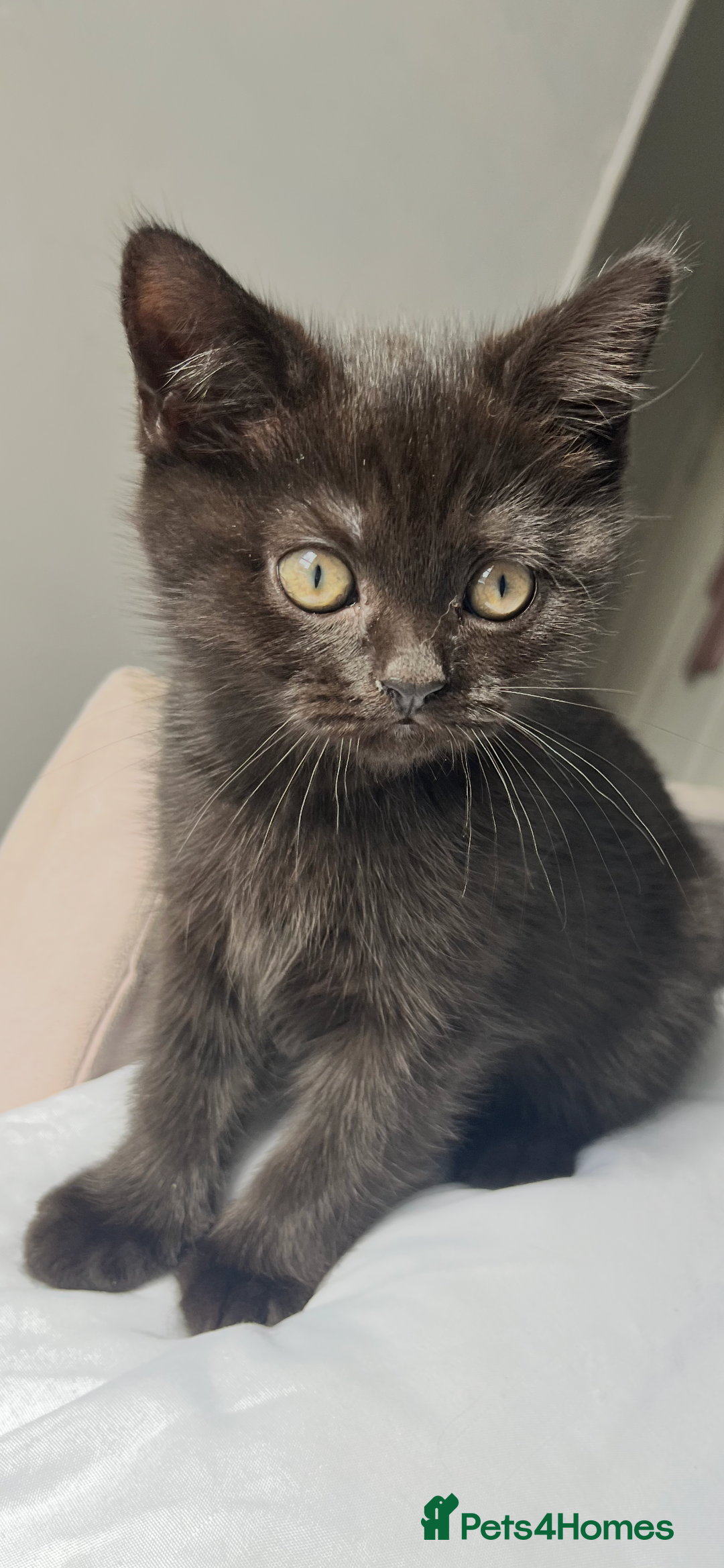 British Shorthair cats for sale: Full gccf British short hair kittens  - Image 7