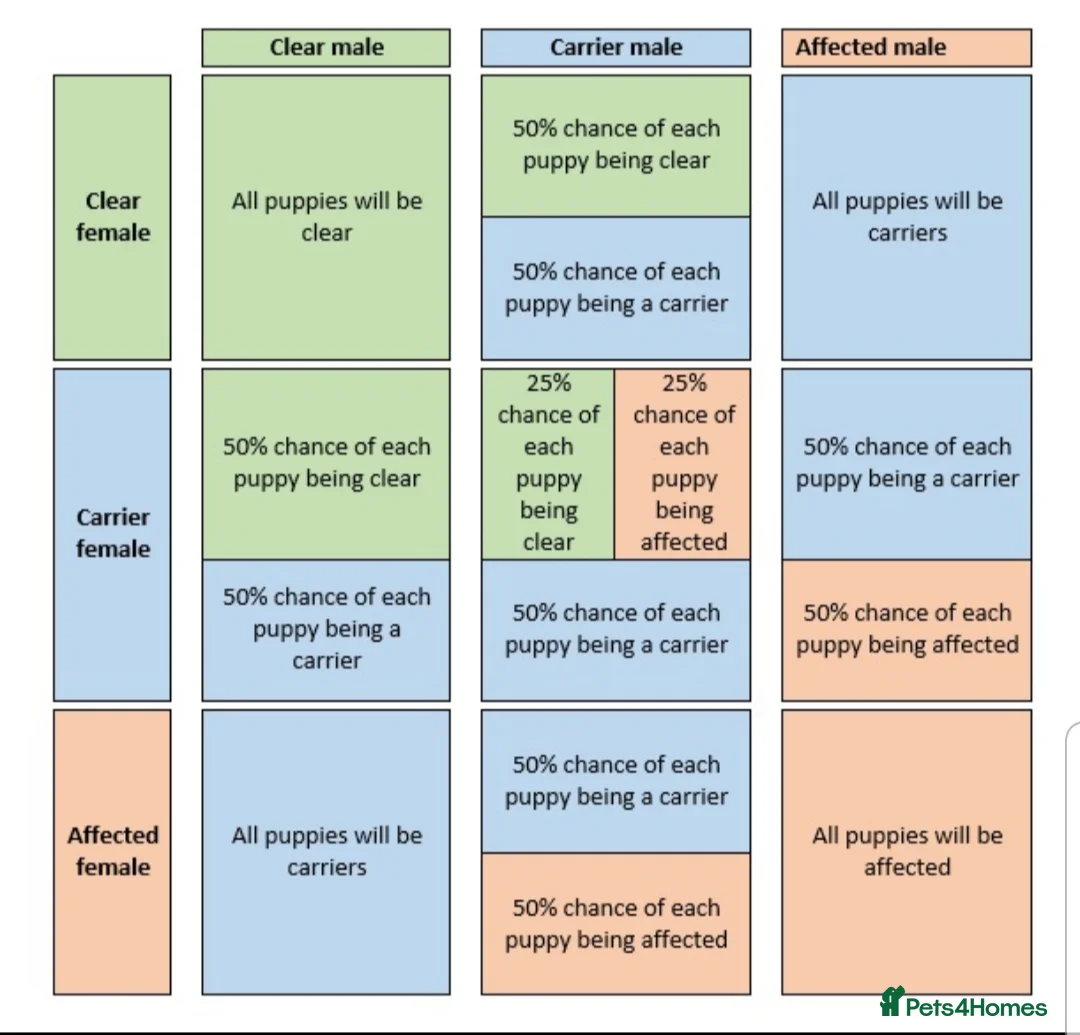 Cocker Spaniel dogs for stud: Proven Handsome Show Cocker Spaniel For Stud in Rochdale - Advert 30