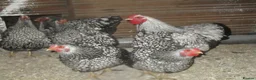 Chickens poultry for sale: Quality Silver Laced Wyandotte Bantam Pullets - Advert 4