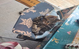 Mixed Breed cats for sale: 5 beautiful kitten ready to go. (Price negotiable) - Image 2