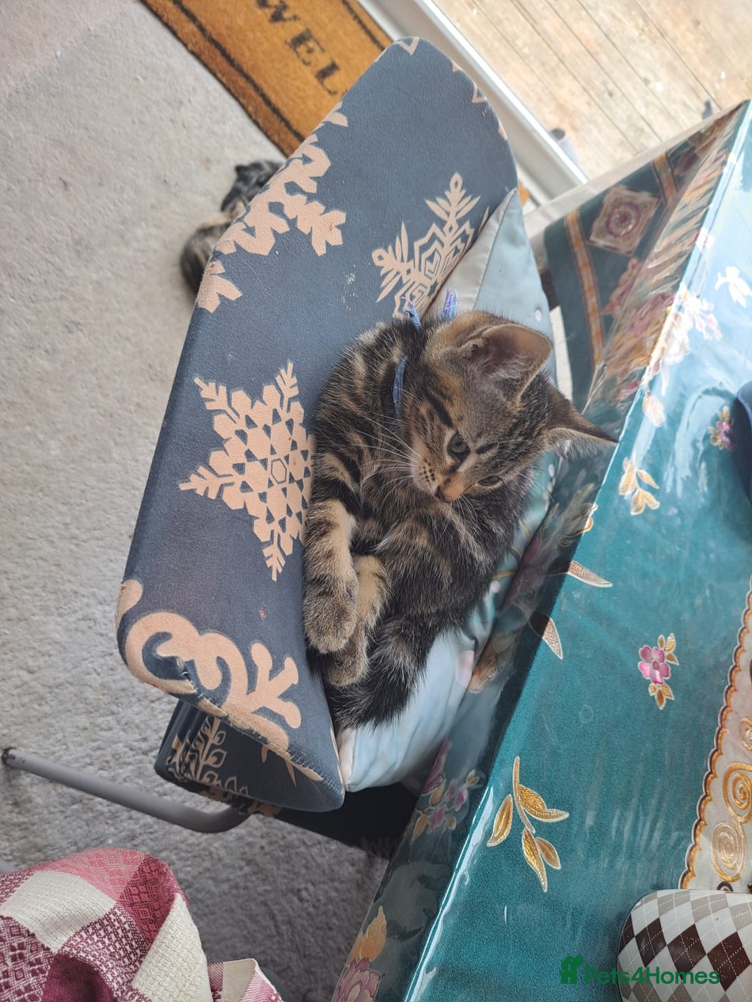 Mixed Breed cats for sale: 5 beautiful kitten ready to go. (Price negotiable) - Image 2