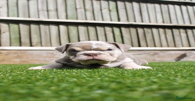 English Bulldog dogs - Advert 4