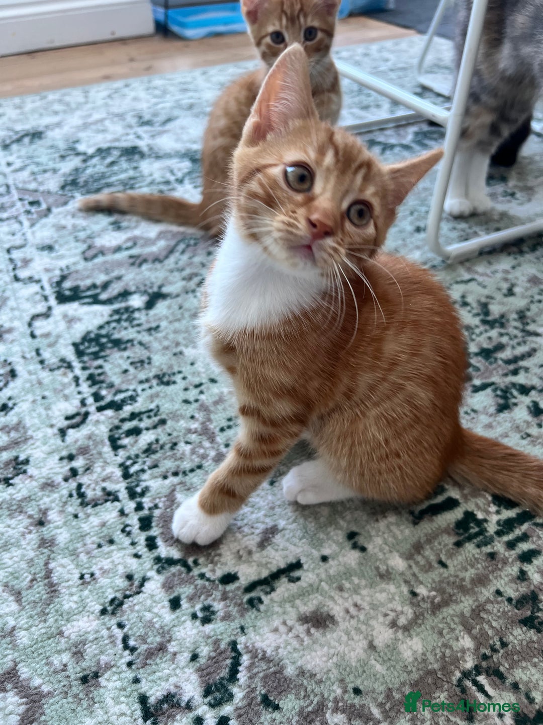 British Shorthair cats for sale: 4 British Short hair kittens for sale - Image 4