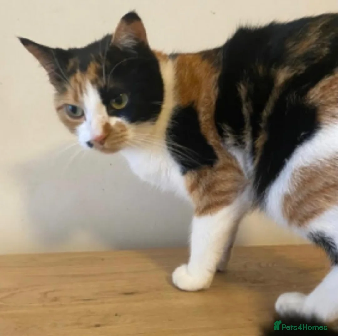Domestic Shorthair cats for adoption: Calico Rescue Cat Looking for a Forever Home in Hook - Advert 3