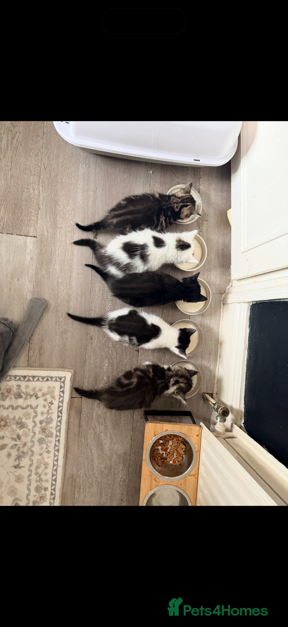 Mixed Breed cats Kittens looking for a lovable home.  - Advert 1