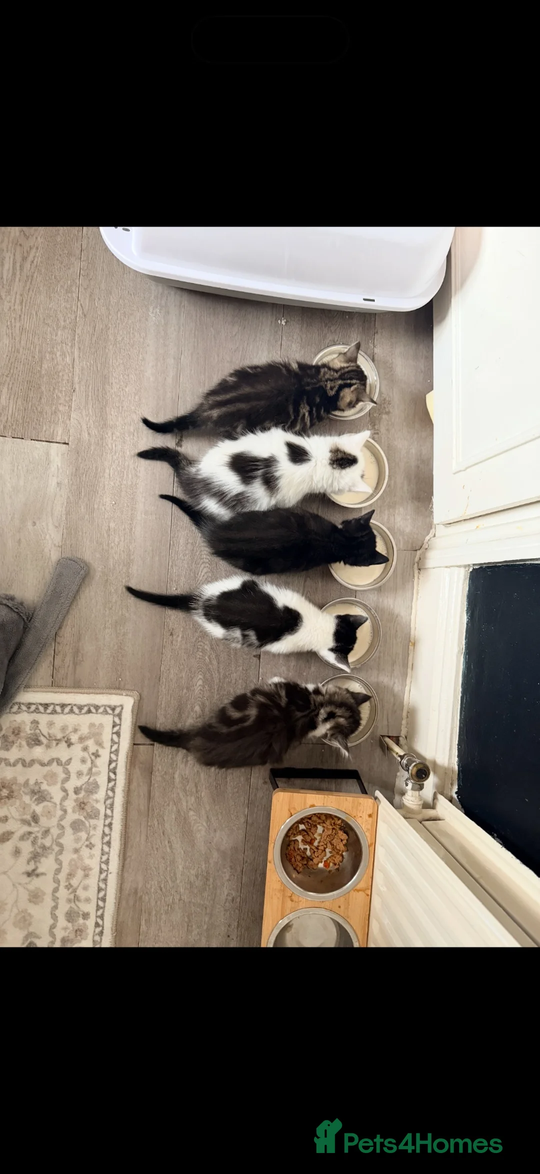 Mixed Breed cats for sale: Kittens looking for a lovable home.  - Advert 1