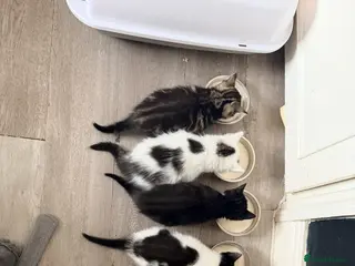 Mixed Breed cats Kittens looking for a lovable home. - Advert 1
