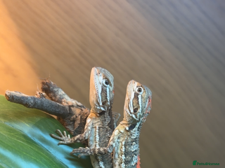 Bearded Dragon reptiles 2 male Rankins Dragon babies - Advert 1
