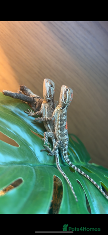Bearded Dragon reptiles 2 male Rankins Dragon babies - Advert 1