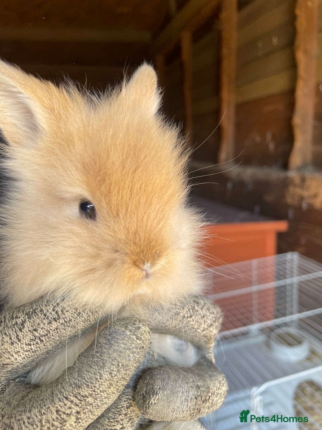 Lionhead rabbits for sale: Beautiful Lion head Baby Bunnies  - Image 2