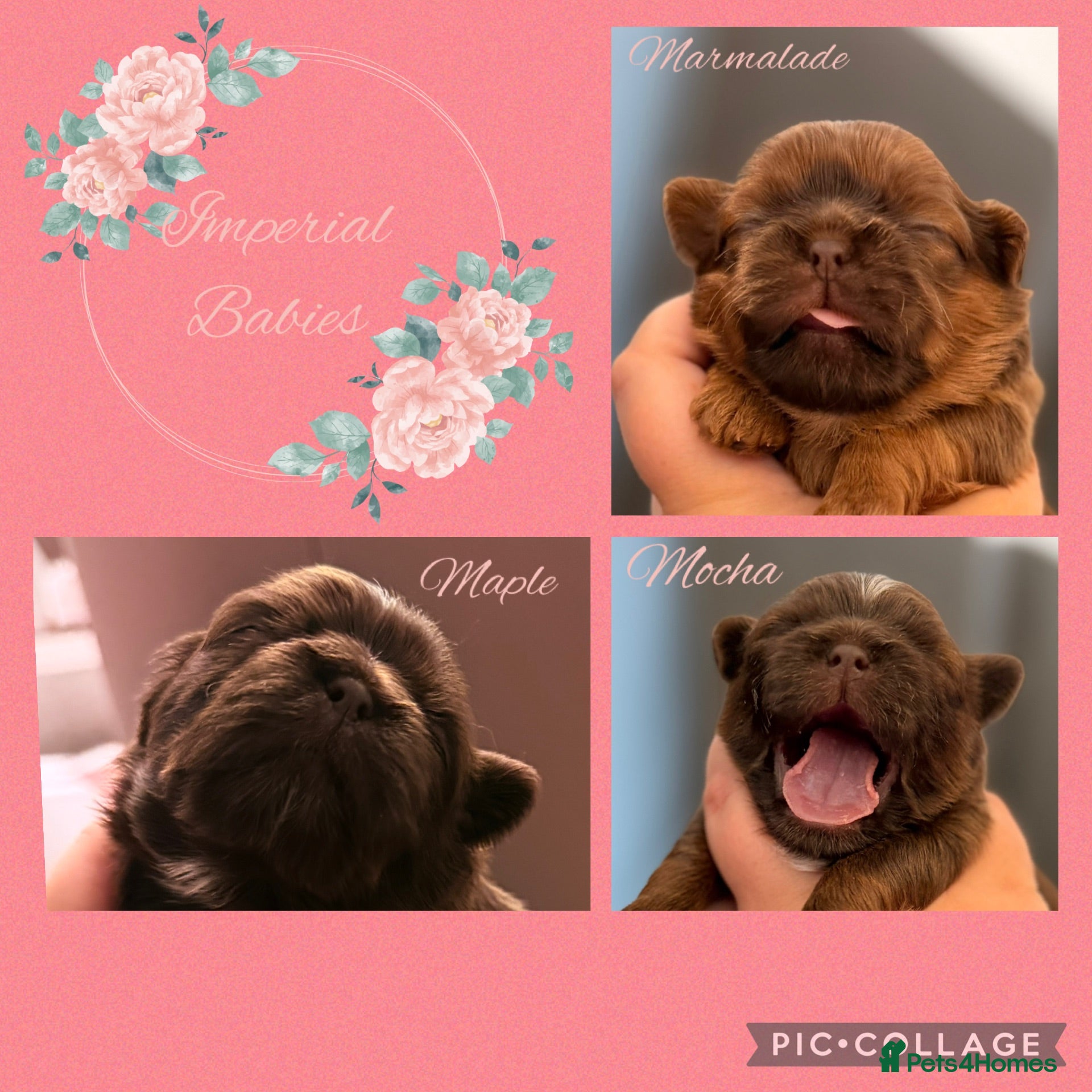 Shih Tzu dogs Oustanding Chocolate Imperial Shih Tzus 🍫 - Advert 17