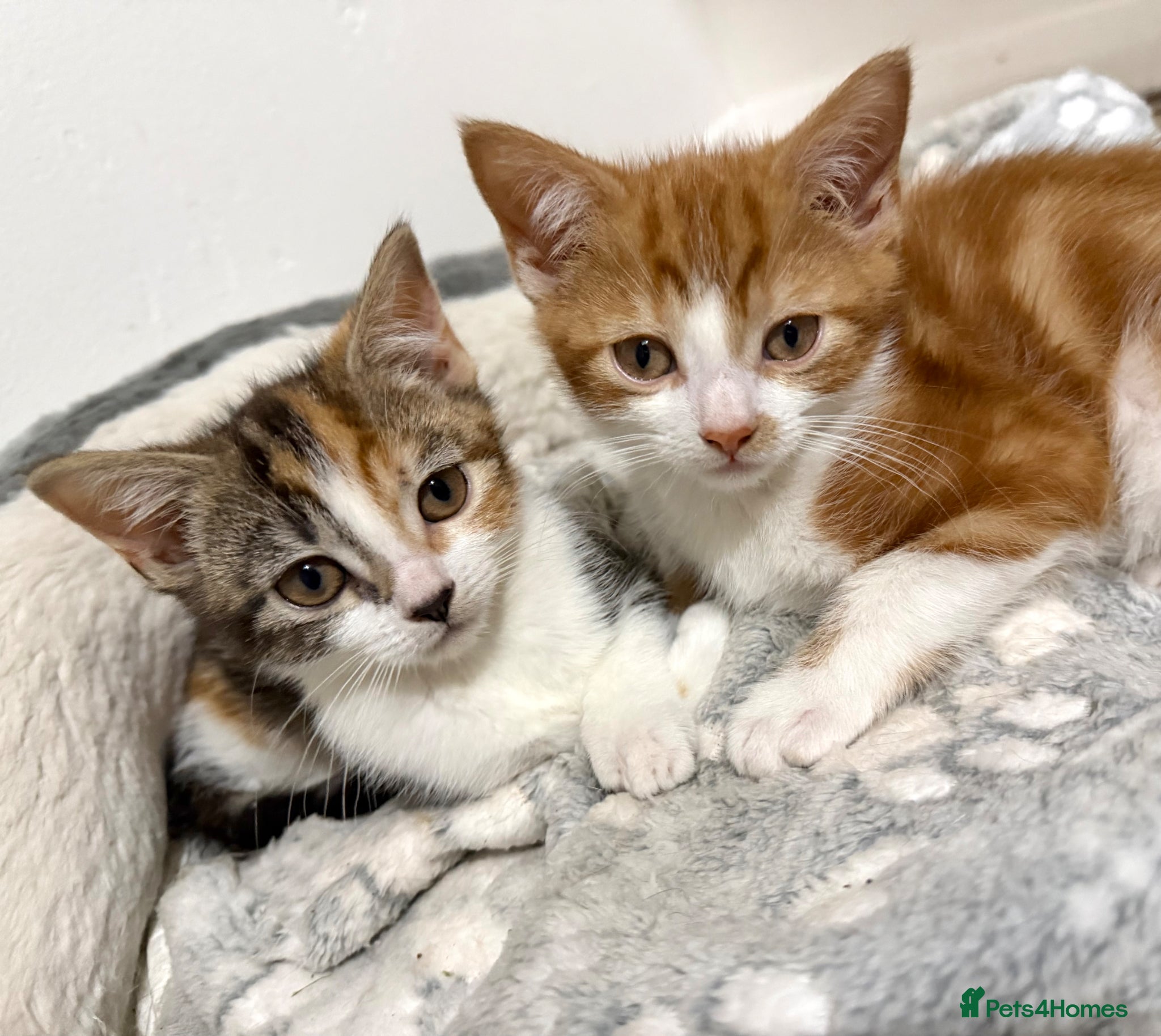 Mixed Breed cats for sale: 2 kittens ready for new homes - Advert 8