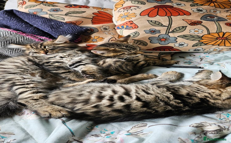 Mixed Breed cats - Advert 2