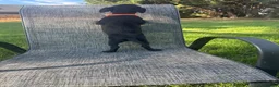 Mixed Breed dogs for sale: Border terrier x Jack Russell terrier puppies 🏡 - Advert 33