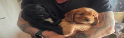 Sprocker dogs for sale: Spaniel puppies - Advert 6