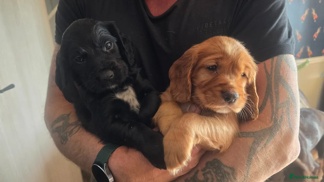 Sprocker dogs for sale: Spaniel puppies - Advert 2