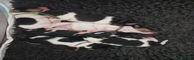 Fox Terrier 3