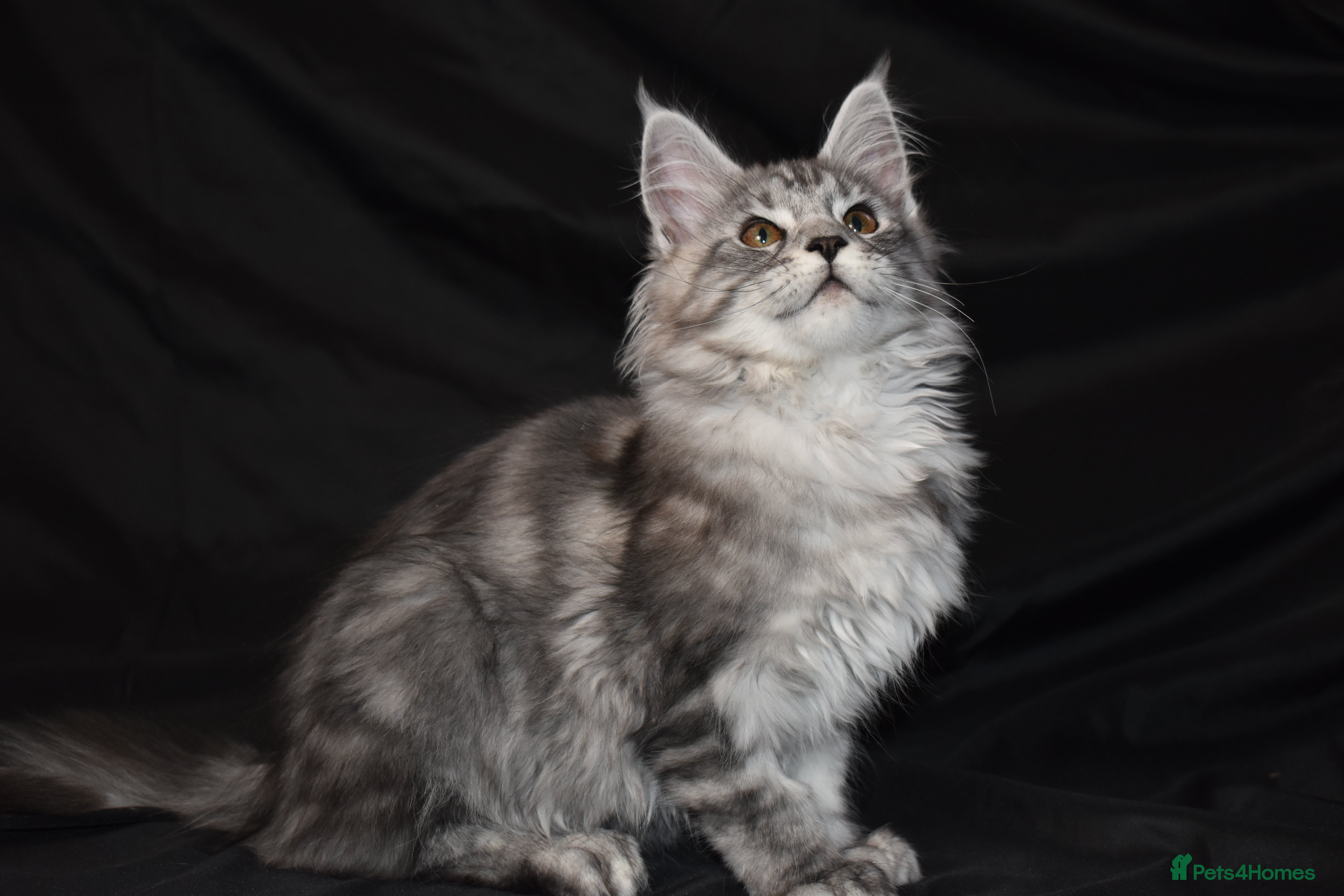 Maine Coon cats Ready Now. Last of litter. Tica reg - Advert 1