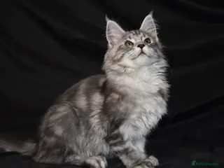 Maine Coon cats Ready Now. Last of litter. Tica reg - Advert 13